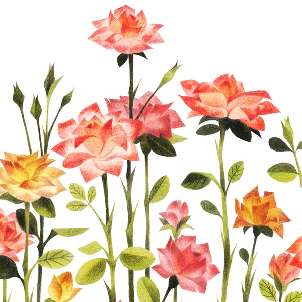 Rose Garden (white) l Limited Edition